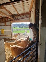 Goats-being-fed