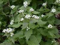 GarlicMustard-flowers