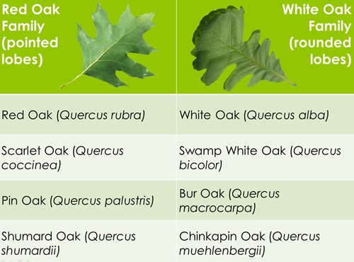 Red-Oaks-vs-White-Oaks.jpg