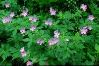 geranium