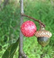 acorn-plum-gall