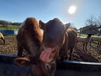 Cattle-eating