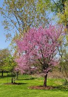 HanamiSpringPicnic_3