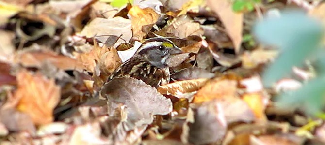 Featured Image
