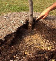 mulch-around-tree