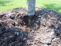 treemulchwrong2-(1)