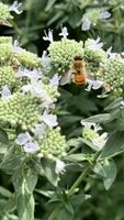 Bee-2