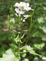 GarlicMustartdSeedpods