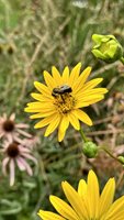Willowbrook-Bee