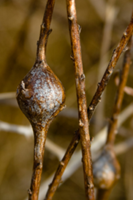 goldenrod-gall1