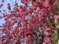 Cherry-Blossom-Tree_Sakura-Garden