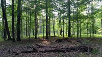 TollgateForest