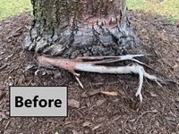 Root-2-(Before)