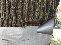 Gypsy-Moth-Larvae
