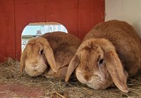 Fluffy-bunnies