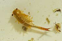 FairyShrimp