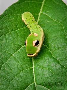 Caterpillar