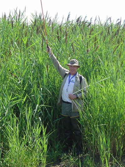 Phragmites-australis.jpg Phragmites-australis.jpg