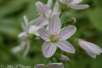 claytonia