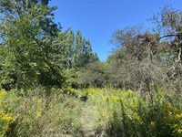 Woods2