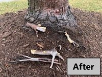 Root-2-(After)