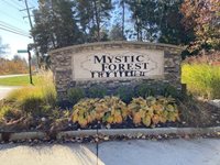 Mystic-Forest-2