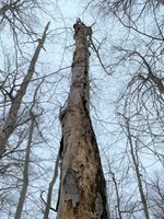 Dead-and-Standing-Tree