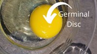 Germinal-Disc-with-arrow-horizontal