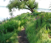 LakeshoreNativePlanting