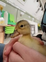 Duck-chick-looking-cute