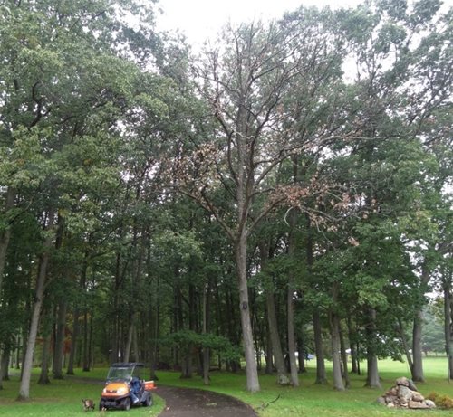 Dead-Oak.jpg