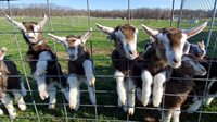 Goat-kids-gathering