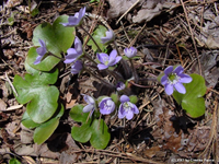 hepatica