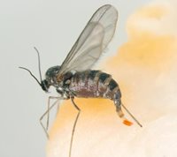 willow-pinecone-midge