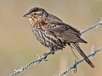 BlackBirdFemale